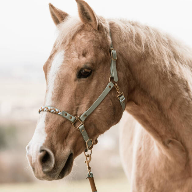 Halfter „Frühlingsbrise“